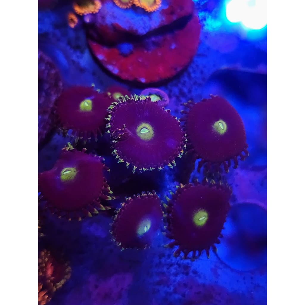 Antimatter Zoanthid Frag WYSIWYG!