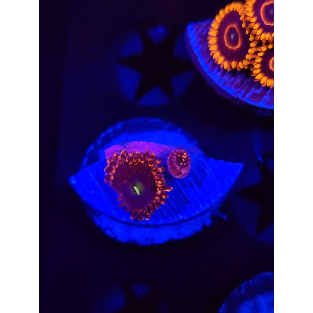 Antimatter Zoanthid Frag WYSIWYG!