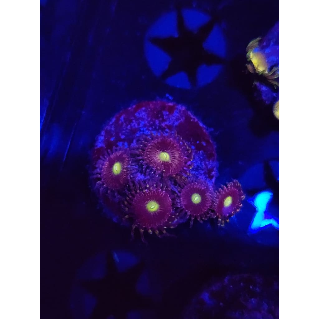 Antimatters Zoanthid Frag WYSIWYG!