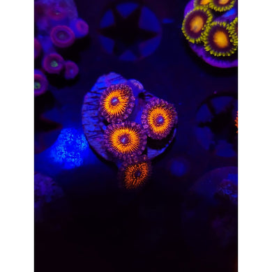 ARC Nightcrawler Zoanthid Frag WYSIWYG!