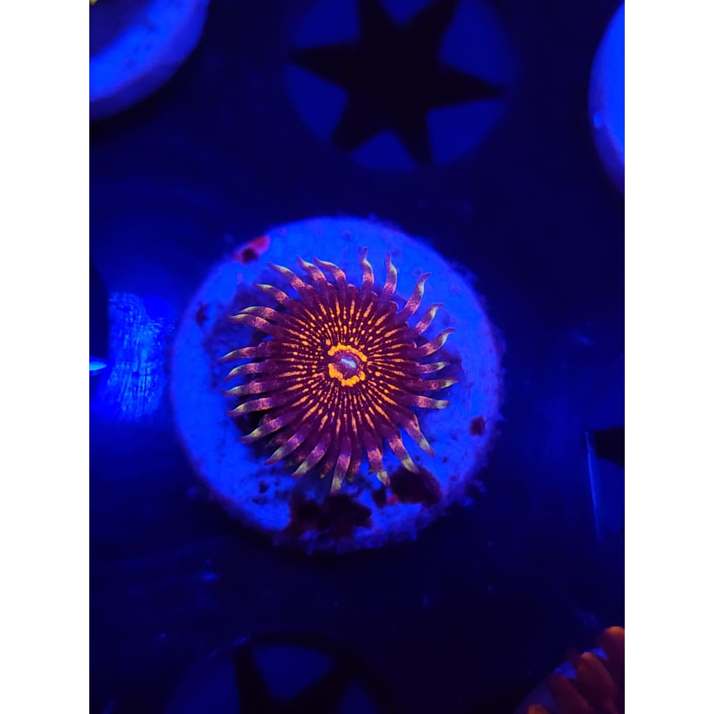 ARC Nightcrawlers Zoanthid Frag WYSIWYG!