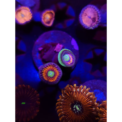 ARC Poinsettia Zoanthid Frag WYSIWYG!