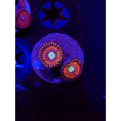 ARC Poinsettia Zoanthid Frag WYSIWYG!