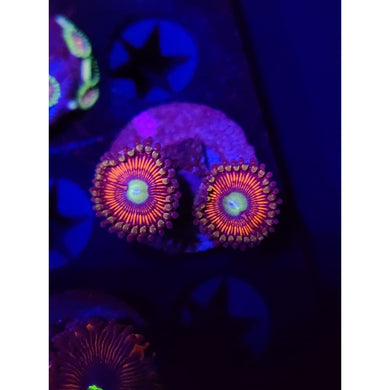 ARC Poinsettia Zoanthid Frag WYSIWYG!