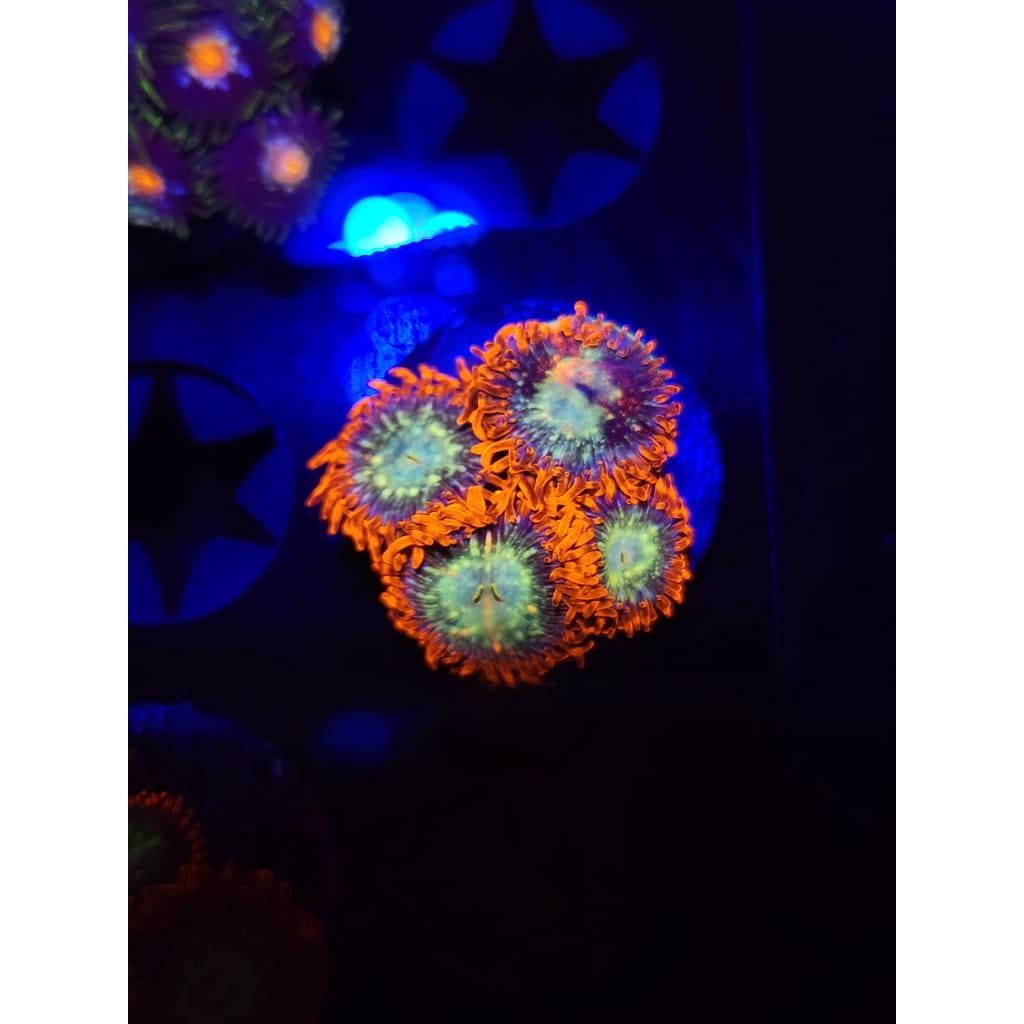 Astral Shift Zoanthid Frag WYSIWYG!