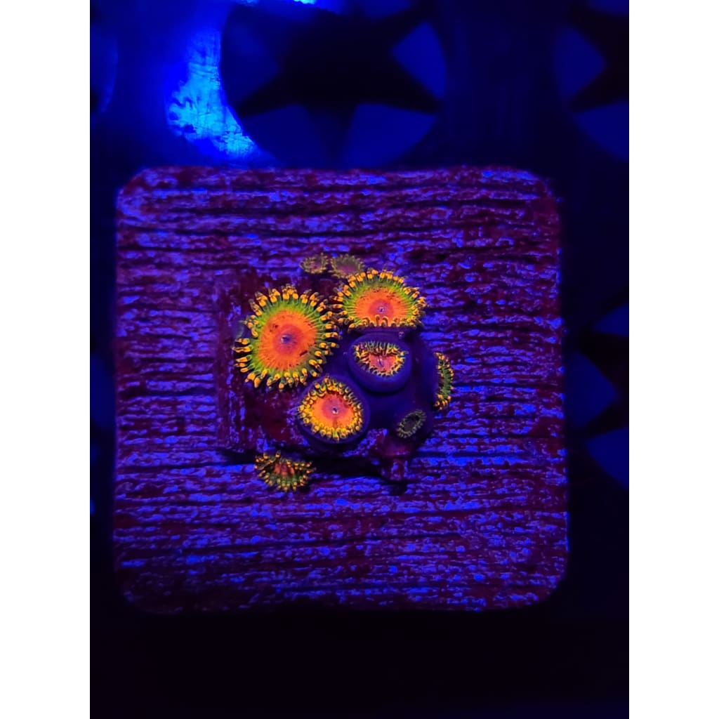 Awesome Blossom Zoanthid Frag WYSIWYG!