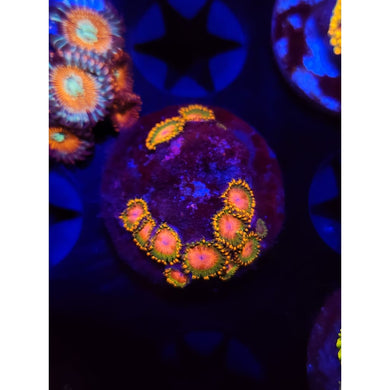 Awesome Blossom Zoanthid Frag WYSIWYG!