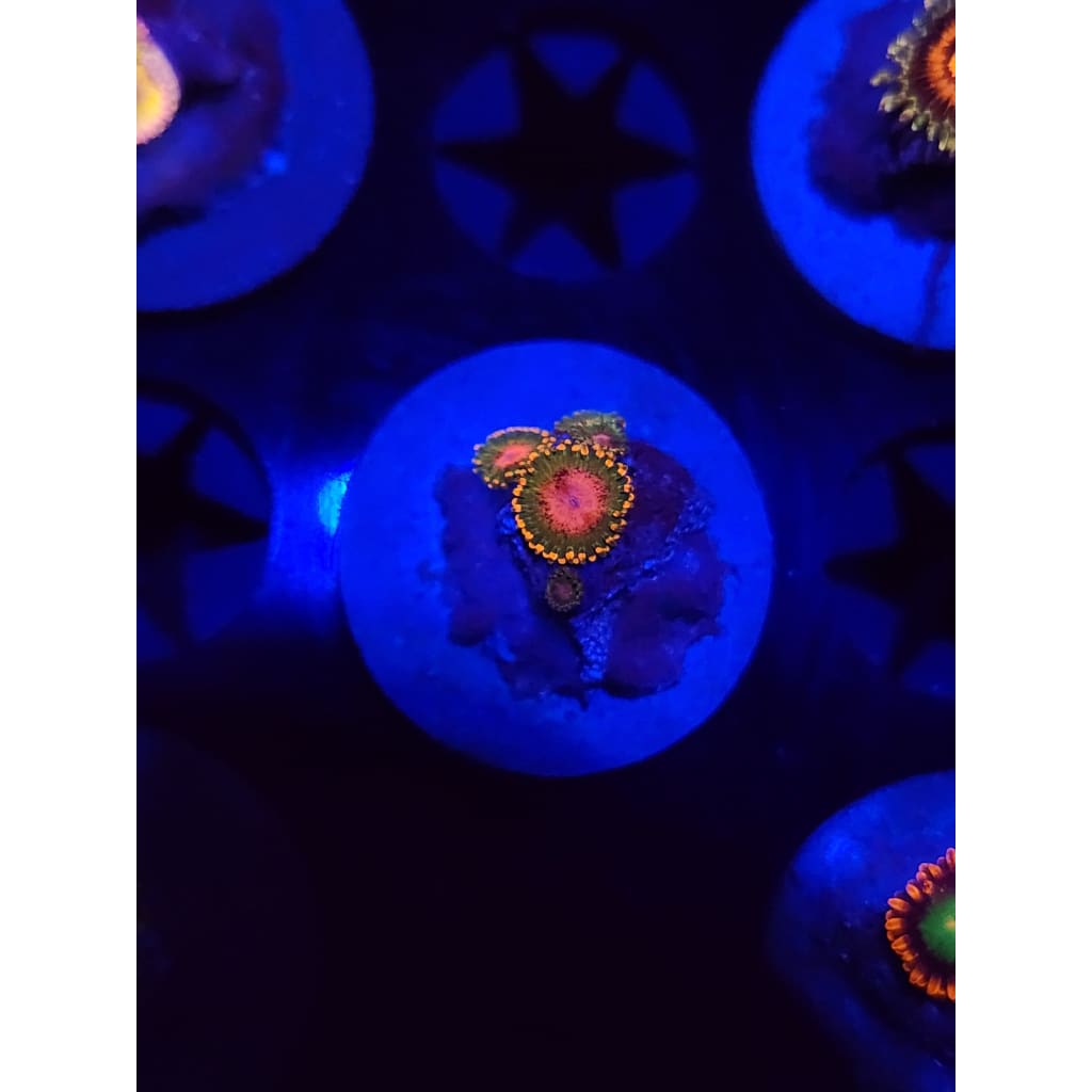 Awesome Blossom Zoanthid Frag WYSIWYG!