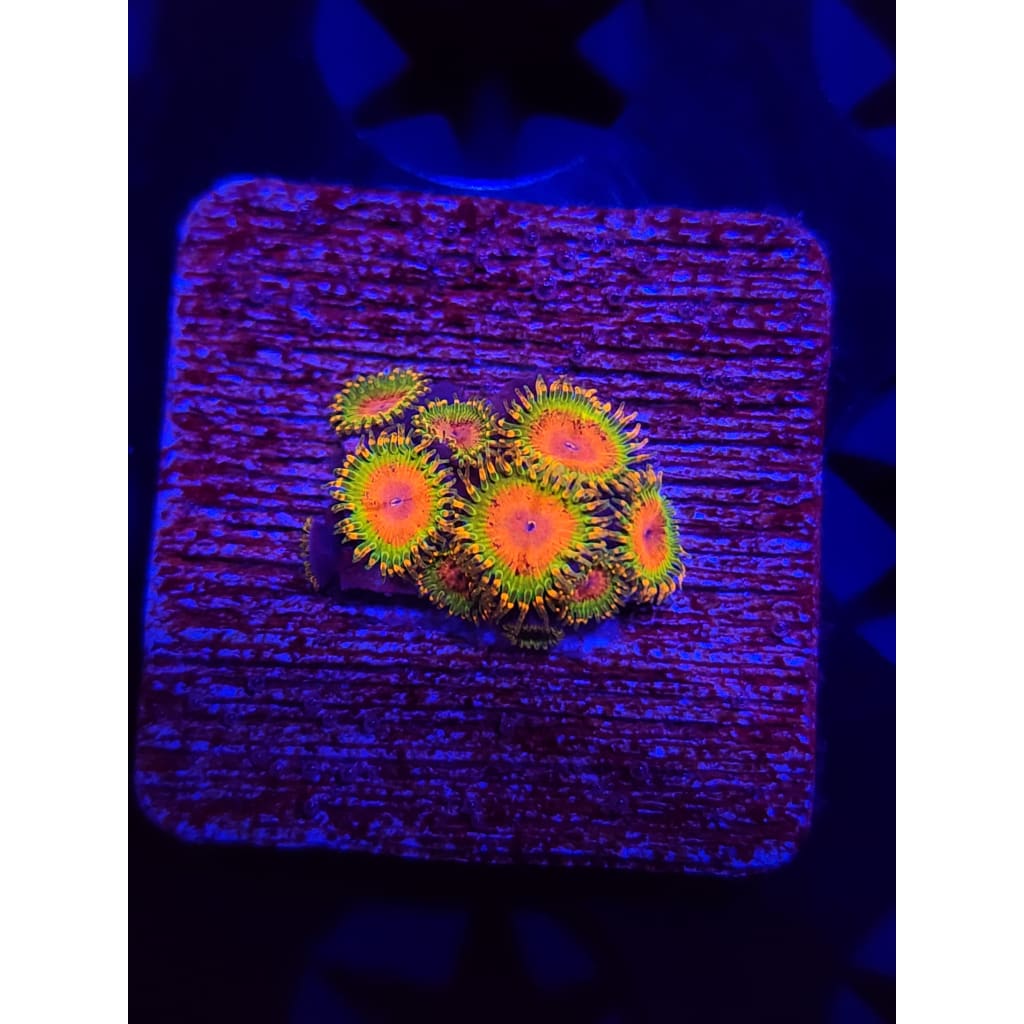 Awesome Blossom Zoanthid Frag WYSIWYG!