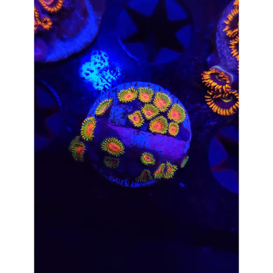 Awesome Blossom Zoanthid Frag WYSIWYG!