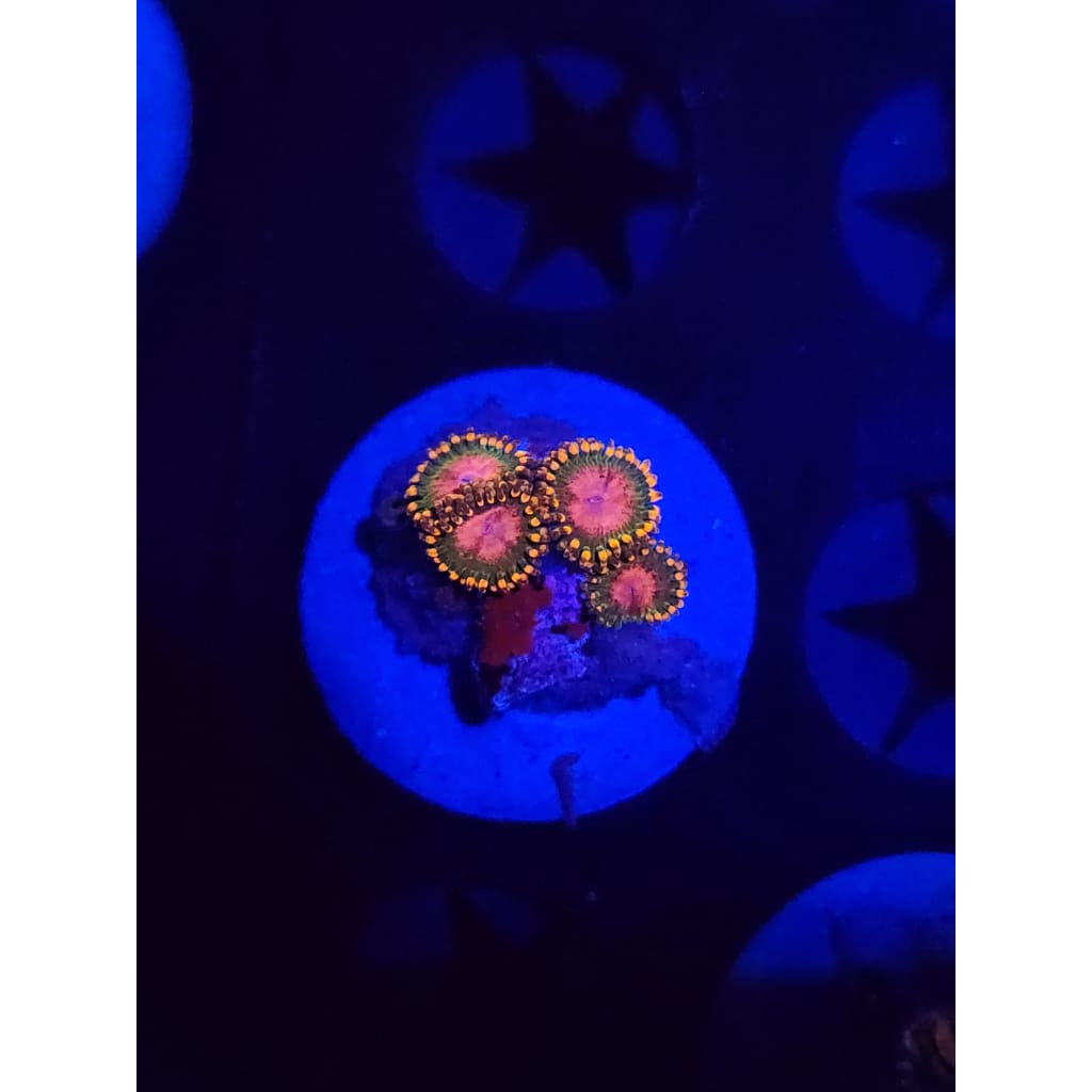 Awesome Blossom Zoanthid Frag WYSIWYG!