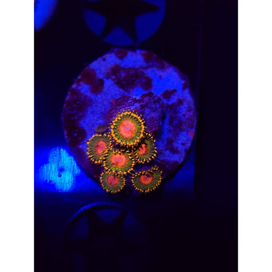 Awesome Blossom Zoanthid Frag WYSIWYG!
