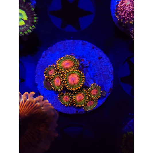 Awesome Blossom Zoanthid Frag WYSIWYG!