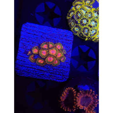 Awesome Blossom Zoanthid Frag WYSIWYG!