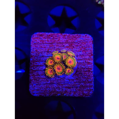 Awesome Blossom Zoanthid Frag WYSIWYG!