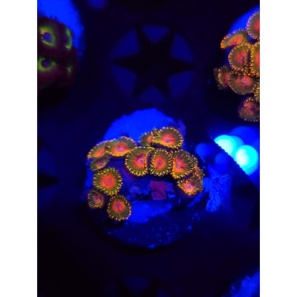 Awesome Blossom Zoanthid Frag WYSIWYG!