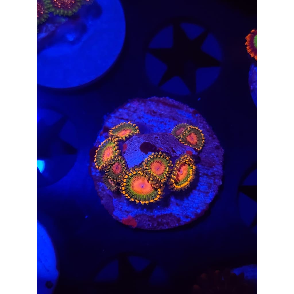 Awesome Blossom Zoanthid Frag WYSIWYG!
