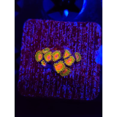 Awesome Blossom Zoanthid Frag WYSIWYG!