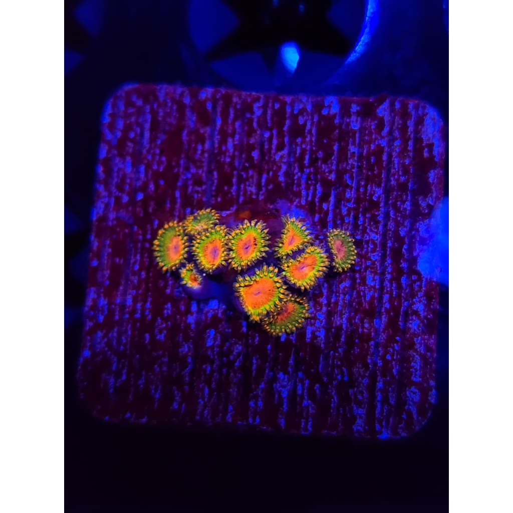 Awesome Blossom Zoanthid Frag WYSIWYG!