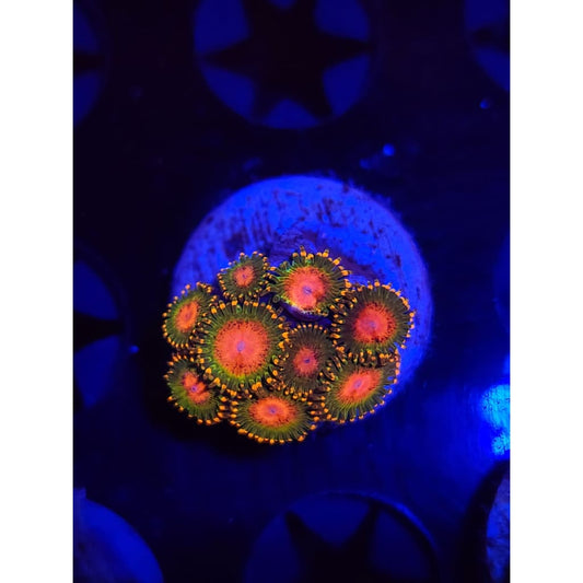 Awesome Blossom Zoanthid Frag WYSIYWG!