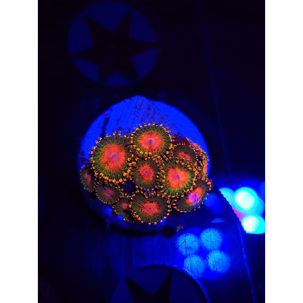 Awesome Blossoms Zoanthid Frag WYSIWYG!