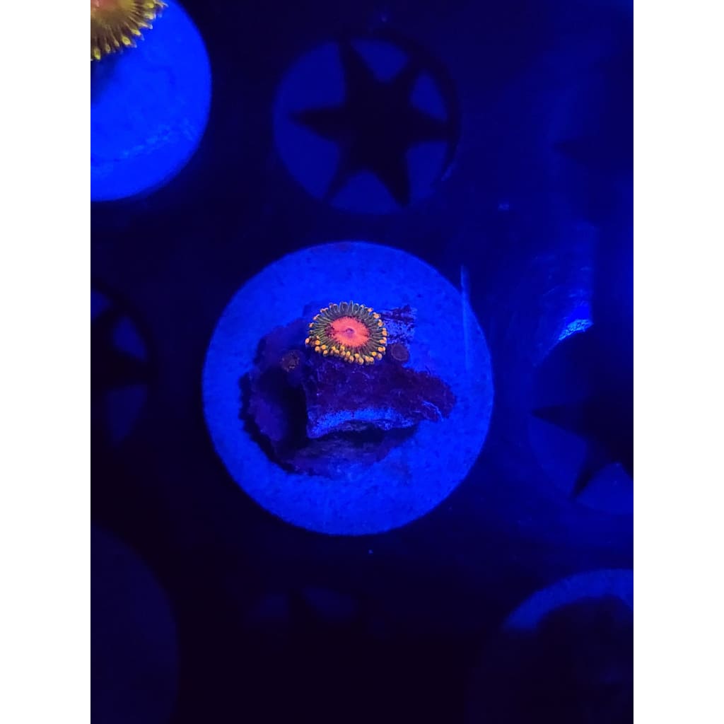 Awesome Blossoms Zoanthid Frag WYSIWYG!