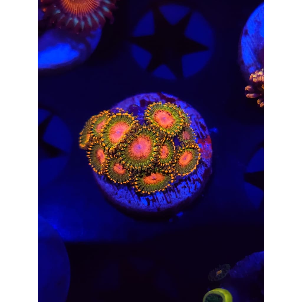 Awesome Blossoms Zoanthid Frag WYSIWYG!