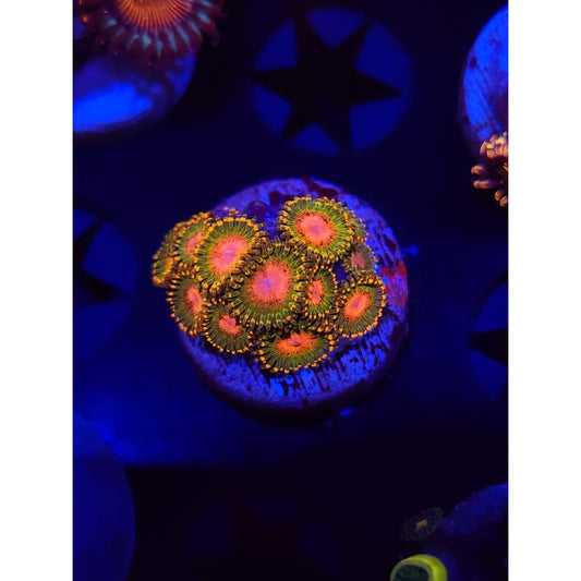 Awesome Blossoms Zoanthid Frag WYSIWYG!