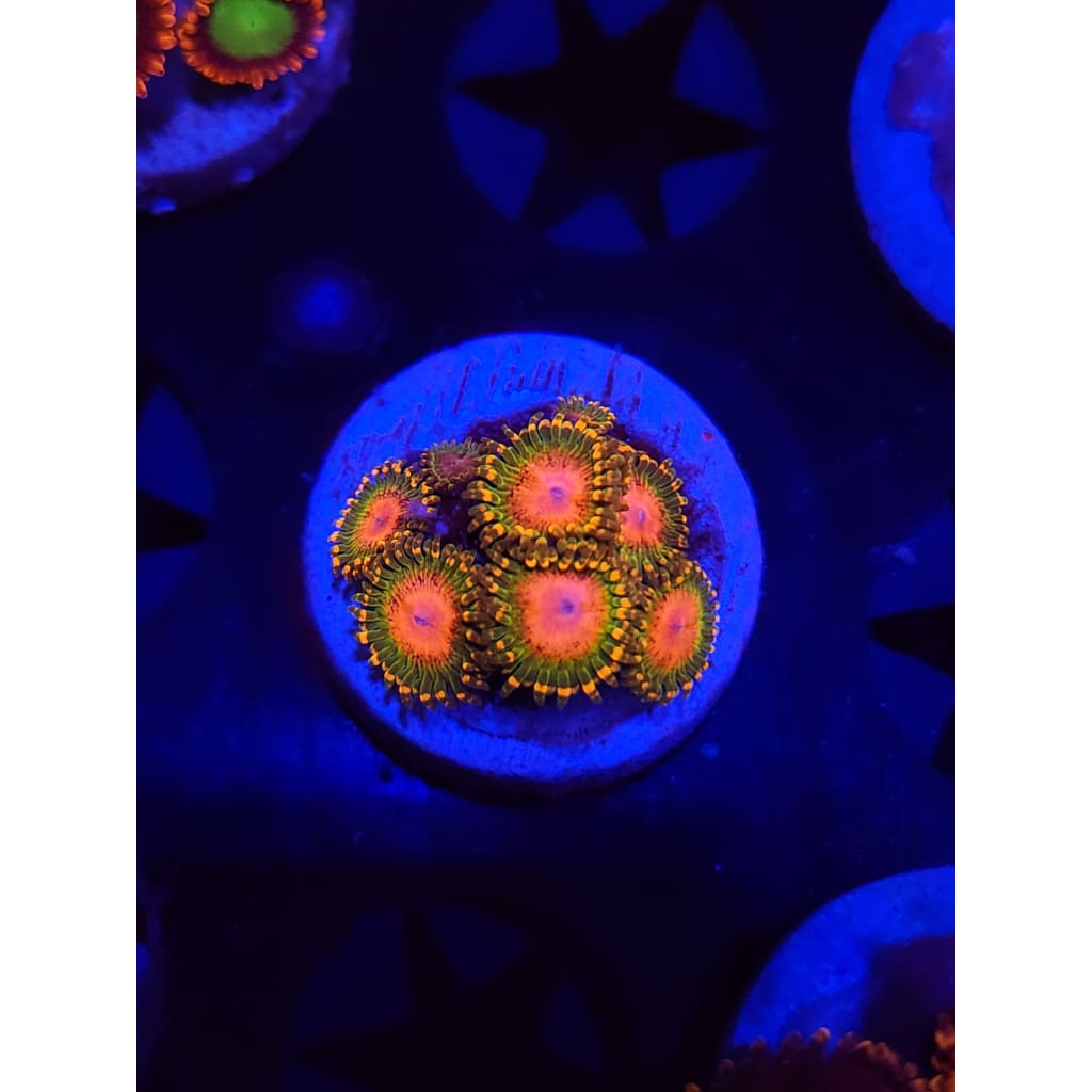 Awesome Blossoms Zoanthid Frag WYSIYWG!