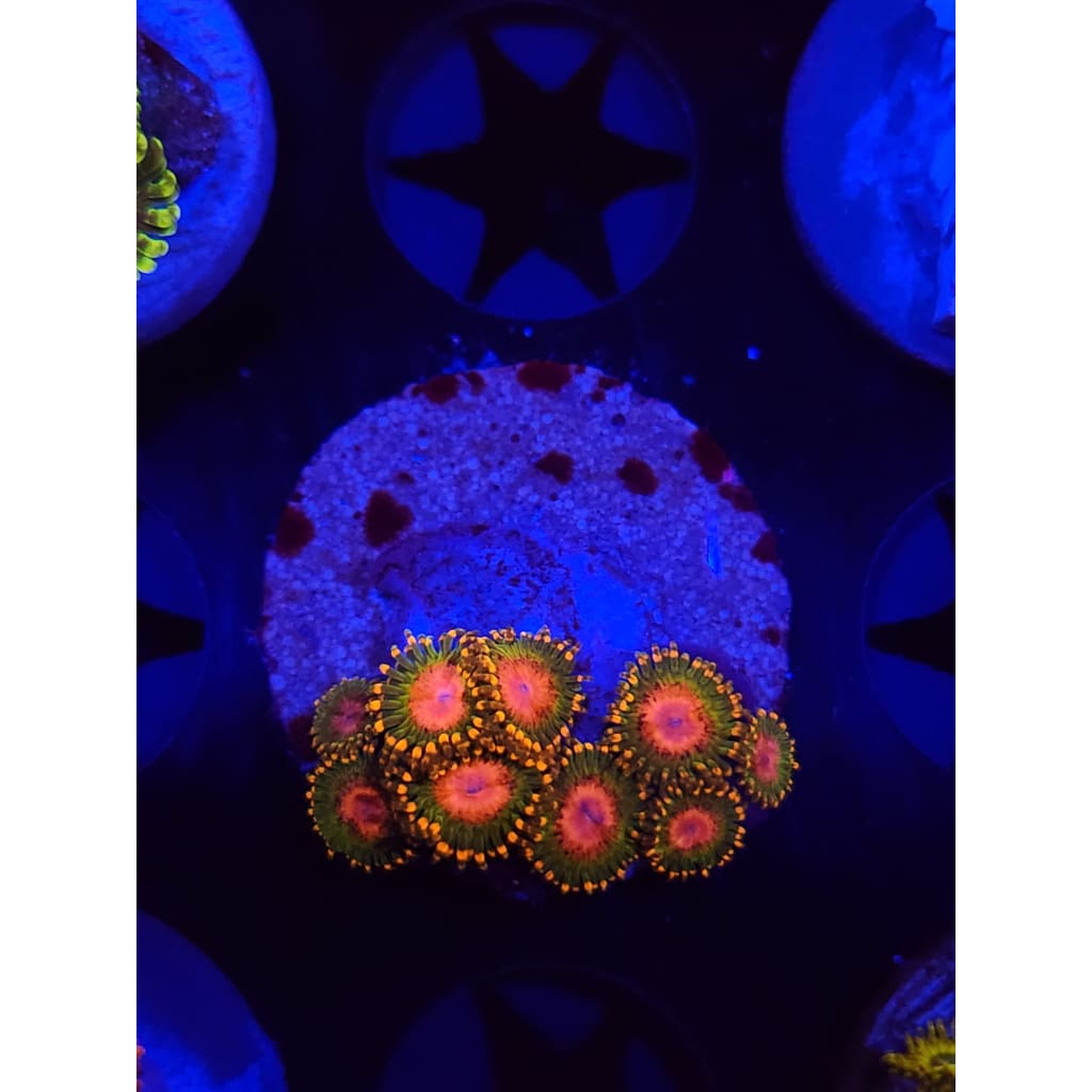 Awesome Blossoms Zoanthid Frag WYSIYWG!