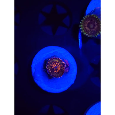 Azz Krak Zoanthid Frag WYSIWYG!