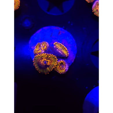 Azz Krak Zoanthid Frag WYSIWYG!