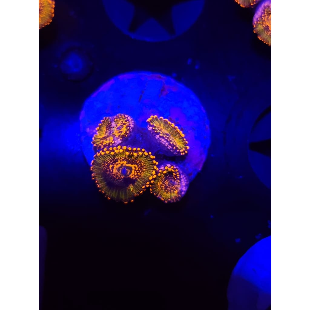 Azz Krak Zoanthid Frag WYSIWYG!