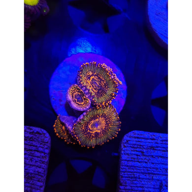 Azz Krak Zoanthid Frag WYSIWYG!