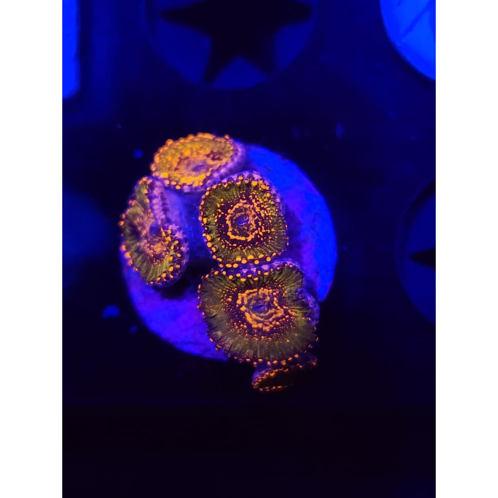 Azz Krak Zoanthid Frag WYSIWYG!