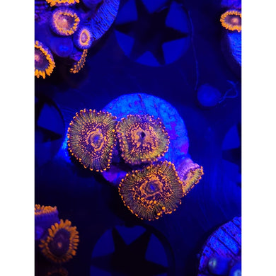 Azz Krak Zoanthid Frag WYSIWYG!