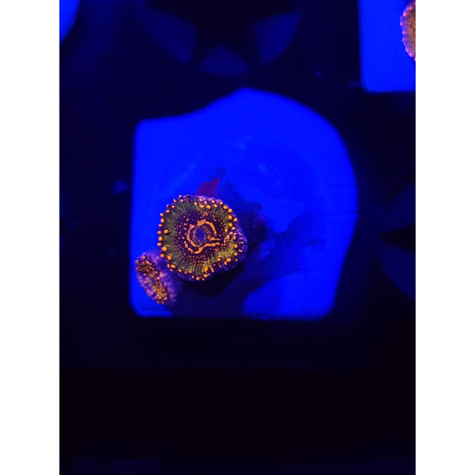 Azz Krak Zoanthid Frag WYSIWYG!