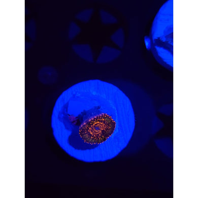 Azz Krak Zoanthid Frag WYSIWYG!