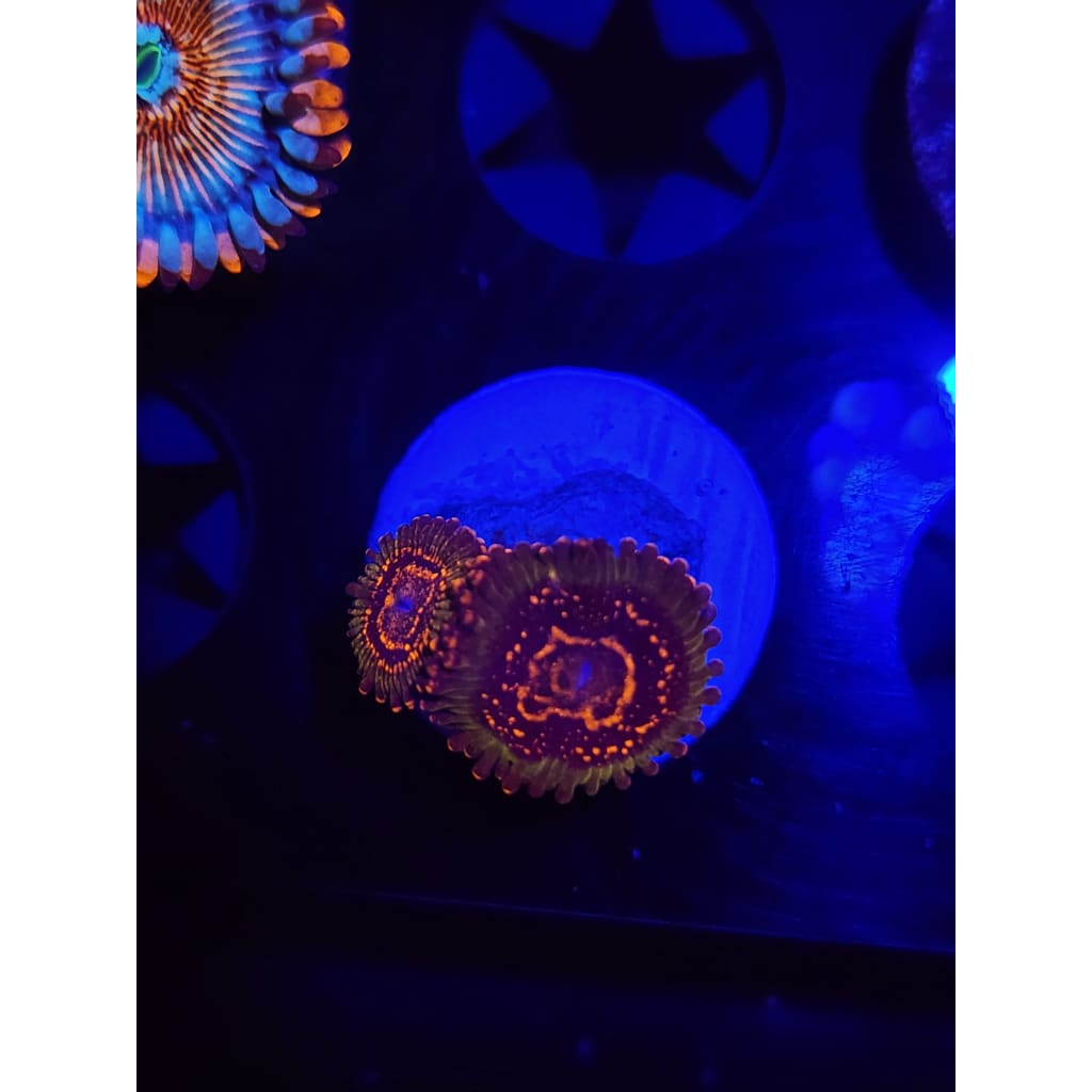 Azz Krak Zoanthid Frag WYSIWYG!