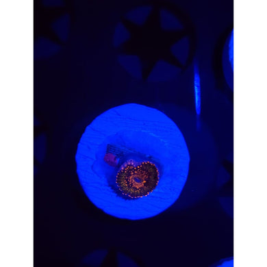 Azz Krak Zoanthid Frag WYSIWYG!