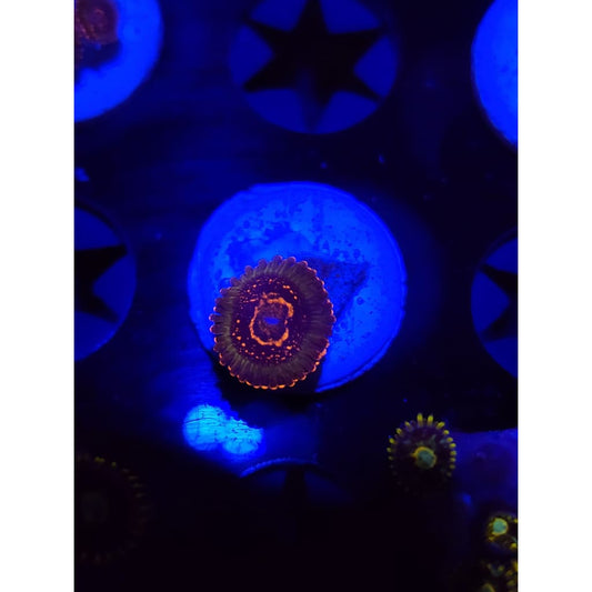 Azz Krak Zoanthid Frag WYSIWYG!
