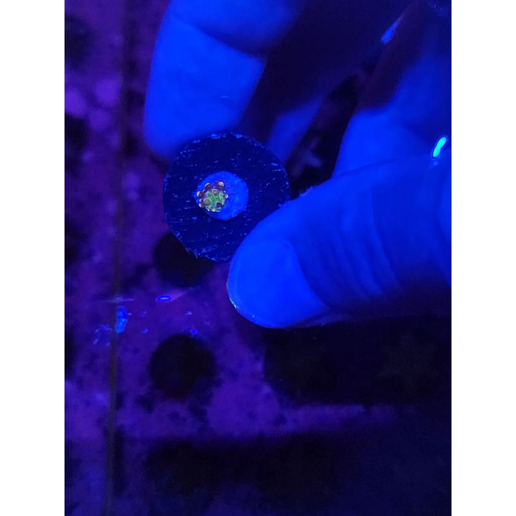 Baby Godzilla Bounce Mushroom WYSIWYG!