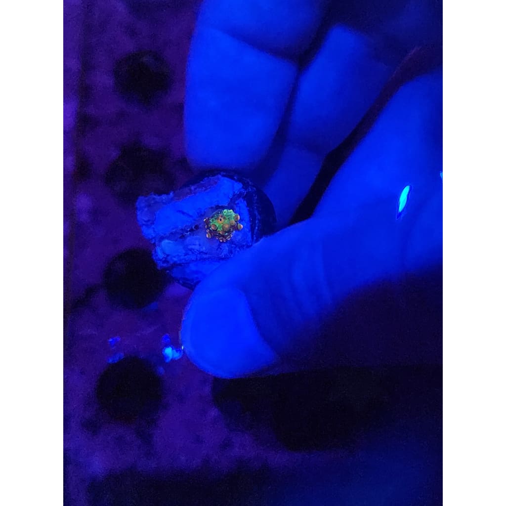 Baby Godzilla Bounce Mushroom WYSIWYG!
