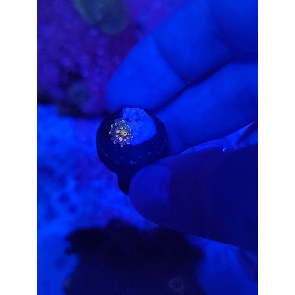 Baby King Kong Bounce Mushroom WYSIWYG!