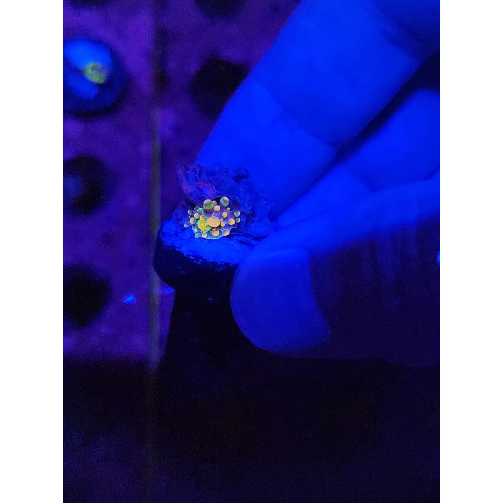 Baby King Kong Bounce Mushroom WYSIWYG!