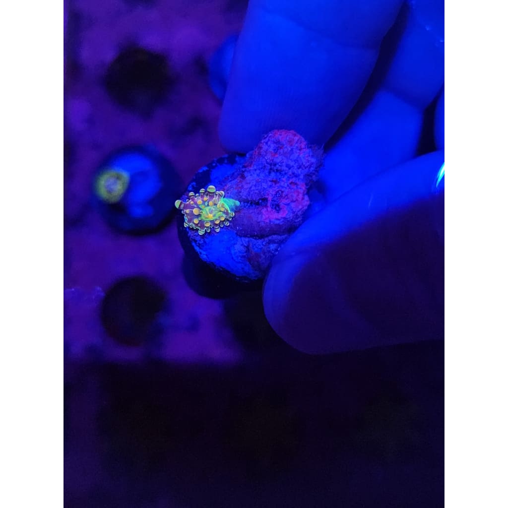 Baby King Kong Bounce Mushroom WYSIWYG!