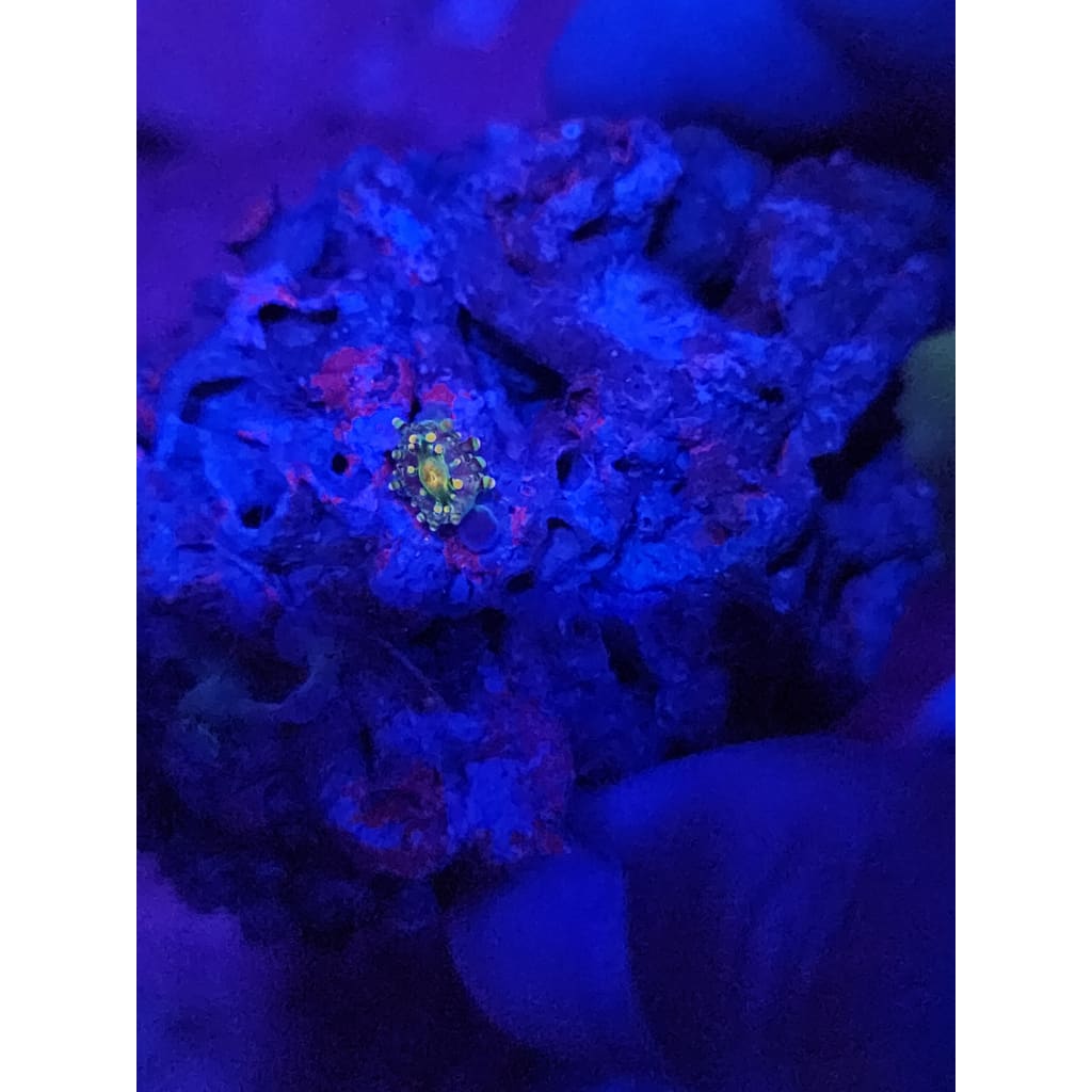 Baby King Kong Bounce Mushroom WYSIWYG!
