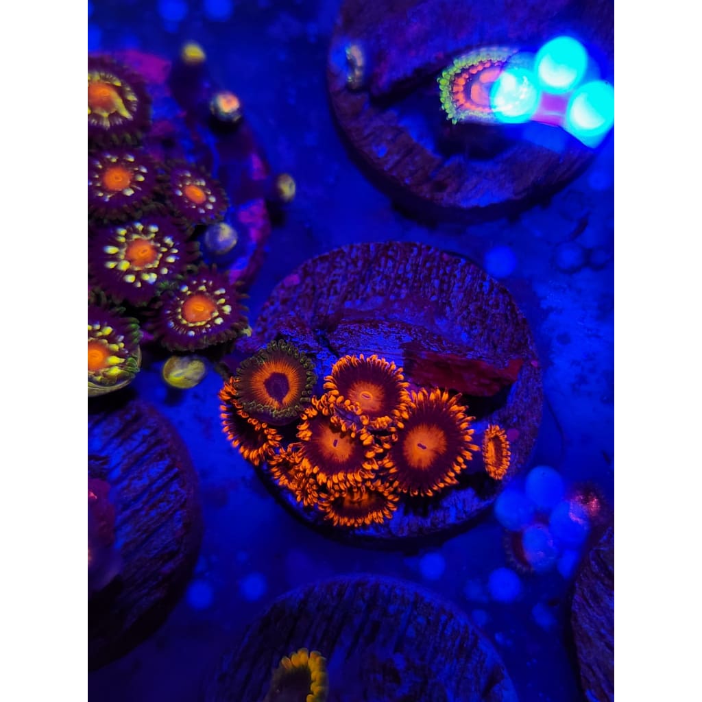 Bam Bam Combo Zoanthid Frag WYSIWYG!