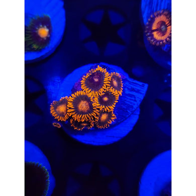 Bam Bam Morph Zoanthid Frag WYSIWYG!