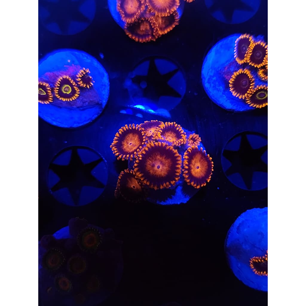Bam Bam Zoanthid Frag WYSIWYG!